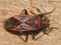 HETEROPTERA: CHIAVI DICOTOMICHE